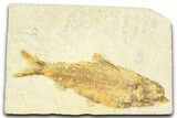 Detailed Fossil Fish (Knightia) - Wyoming #379532-1